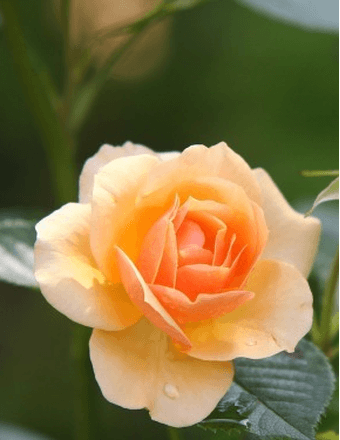 Mary E (Sweigart) Latchford Obituary